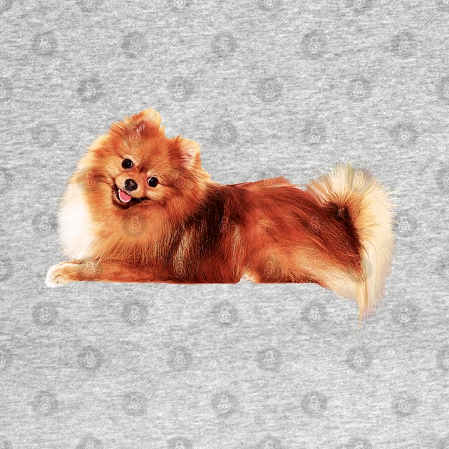 Precious Pomeranian by doglovershirts